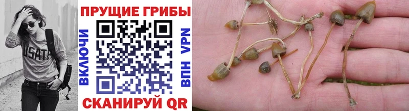 Галлюциногенные грибы прущие грибы  купить   Нижний Новгород 